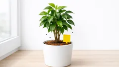 Trauermücken in Zimmerpflanzen loswerden: die besten Hausmittel von Zimt bis Gelbtafeln