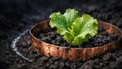 Schnecken bekämpfen im Garten: 7 Methoden, die wirklich helfen