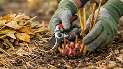 Pfingstrosen im Herbst pflegen: die 4 wichtigsten Schritte für viele Blüten im nächsten Jahr