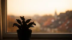 Weihnachtskaktus zum Blühen bringen: so klappen Knospen im November zuverlässig