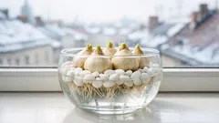 Narzissen ohne Erde ziehen: so blühen Paperwhites im Glas in 4–6 Wochen